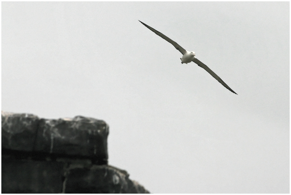 04 - Presqu'ile d'Otago (22).jpg